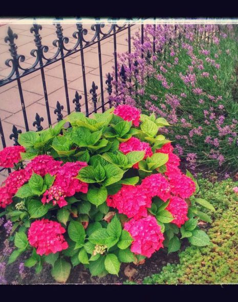 Mooie kleuren #hortensia #lavender...
