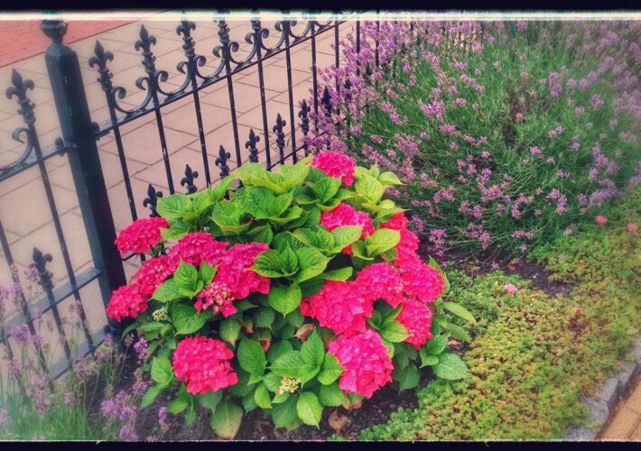 Mooie kleuren #hortensia #lavender...