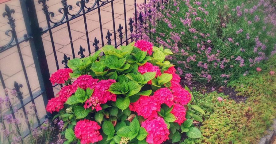 Mooie kleuren #hortensia #lavender...