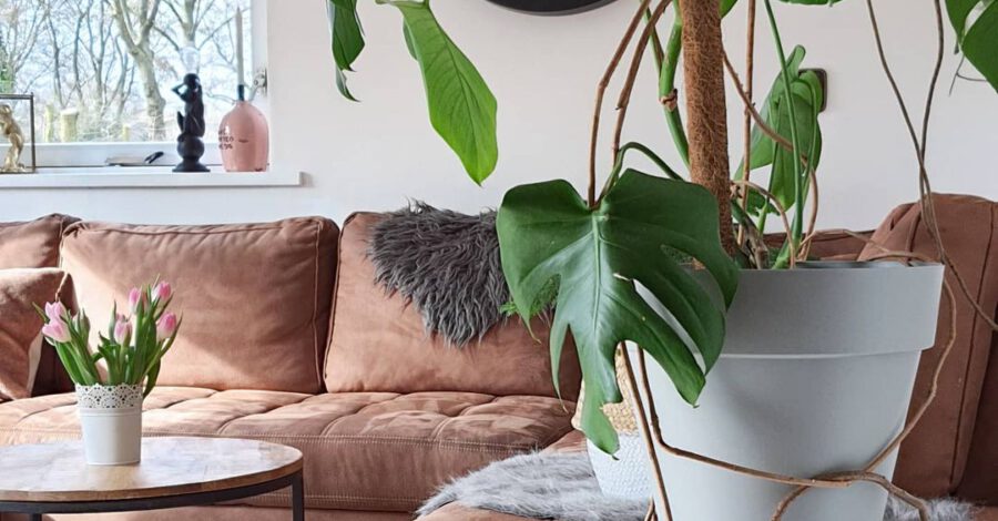 *WEDNESDAY*Mijn mooie monstera...vorige winter had ze...