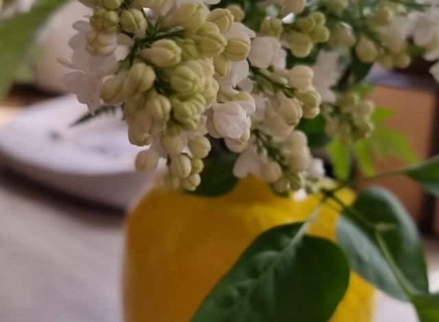 TUESDAY 

A touch of S P R I N G on my coffeetable

Zo leuk dit zelfgeplukte bosje op tafel 
Jammergenoeg staan ze nooit zolang.
Ik heb vandaag nog le...